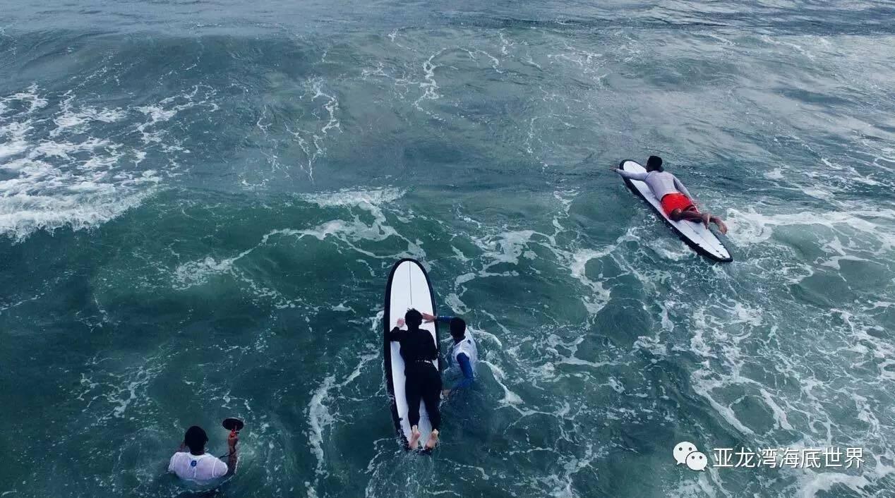 救助第21天,短肢领航鲸“海棠”已适应户外池